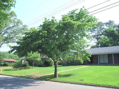 Trees and powerlines clearing
