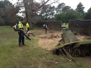 Emergency Tree Removal