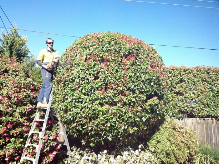 Get the best tree trimming services in Canberra. Hedge Trimming Canberra.