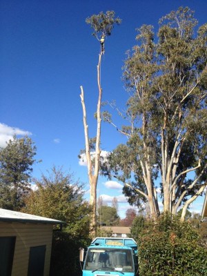 Tree removal in Canberra