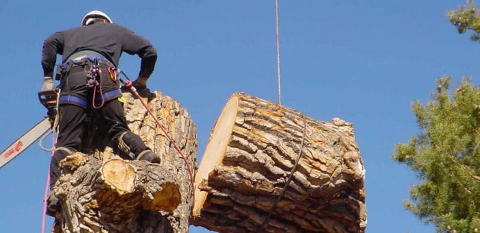 Large tree removal in Canberra by arborists.