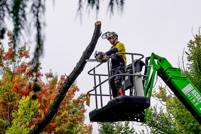 O'Brien Tree Services Tree Lopping