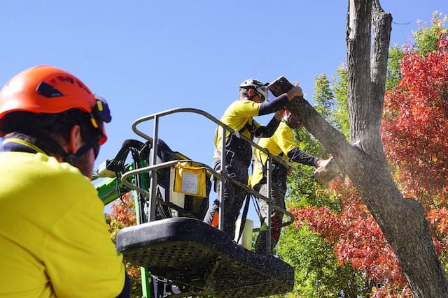 TREE REMOVALS CANBERRA