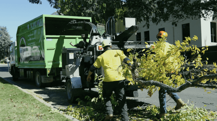 O'Brien Tree Services Tree Mulching