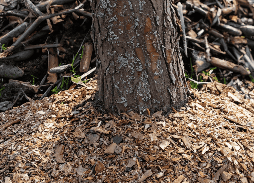 Tree Mulching Canberra O'Briens Tree Services - Tree Removal Canberra Tree Mulching Canberra O'Briens Tree Services