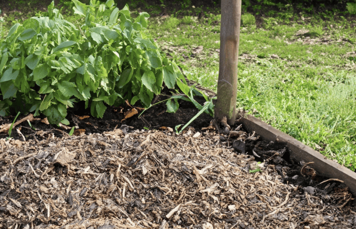 Tree Mulching services O'Briens Tree Services