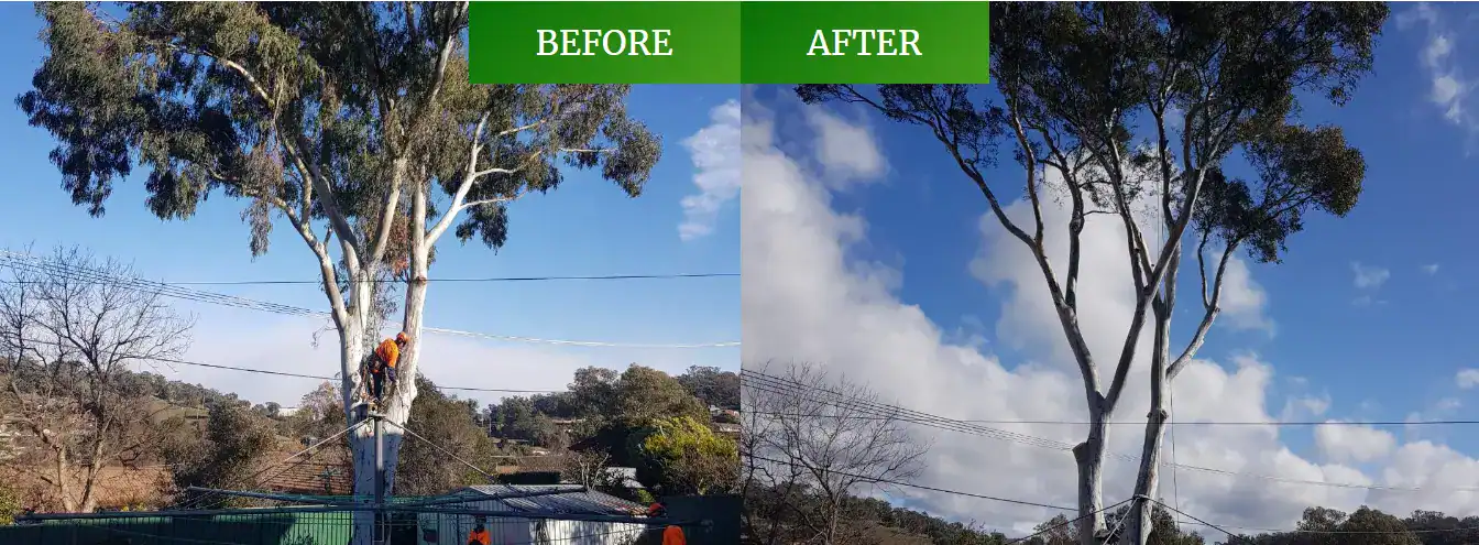 before after - Tree Removal Canberra