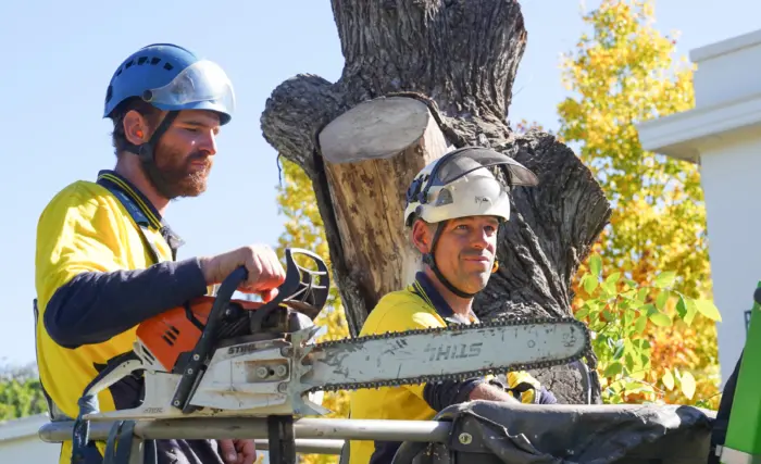 Tree Removal Services Canberra