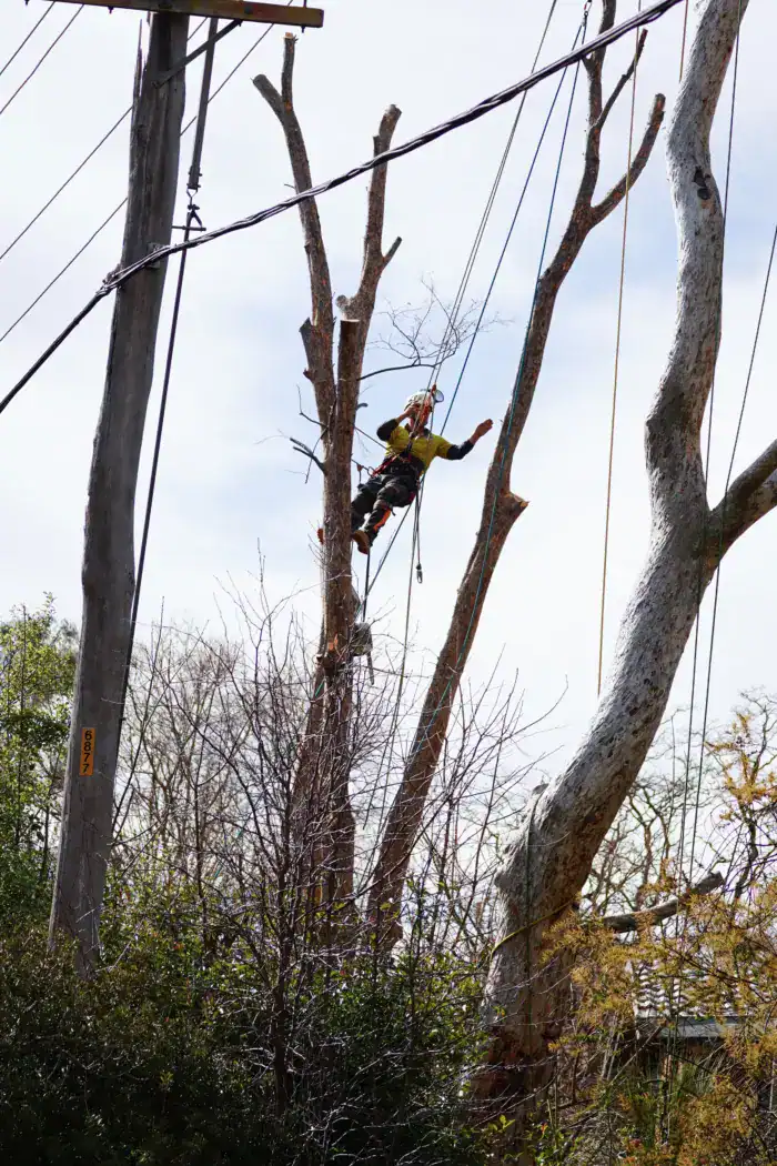 Tree removal in Canberra by O'Brien Tree Services Canberra