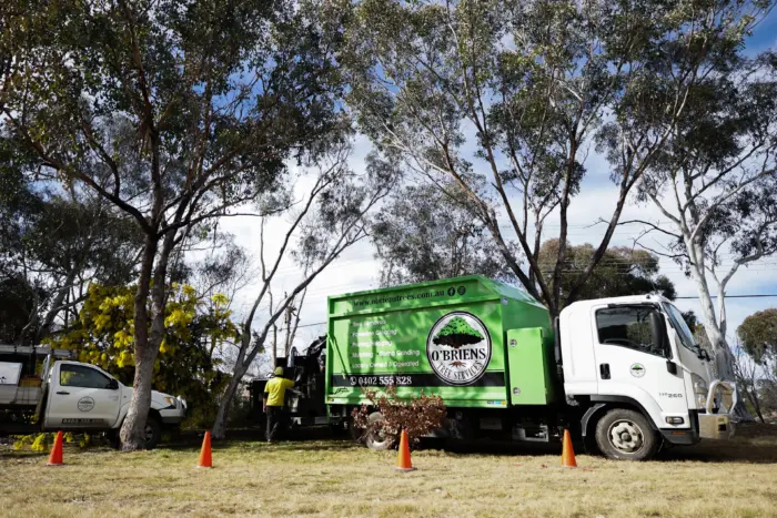 Tree removal Canberra regulators 