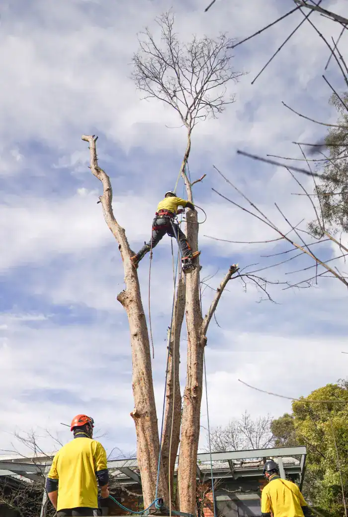 Tree removal Canberra, tree thinning and canopy lightening 2