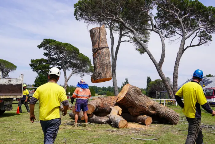 Gunderoo Tree Removal in action.