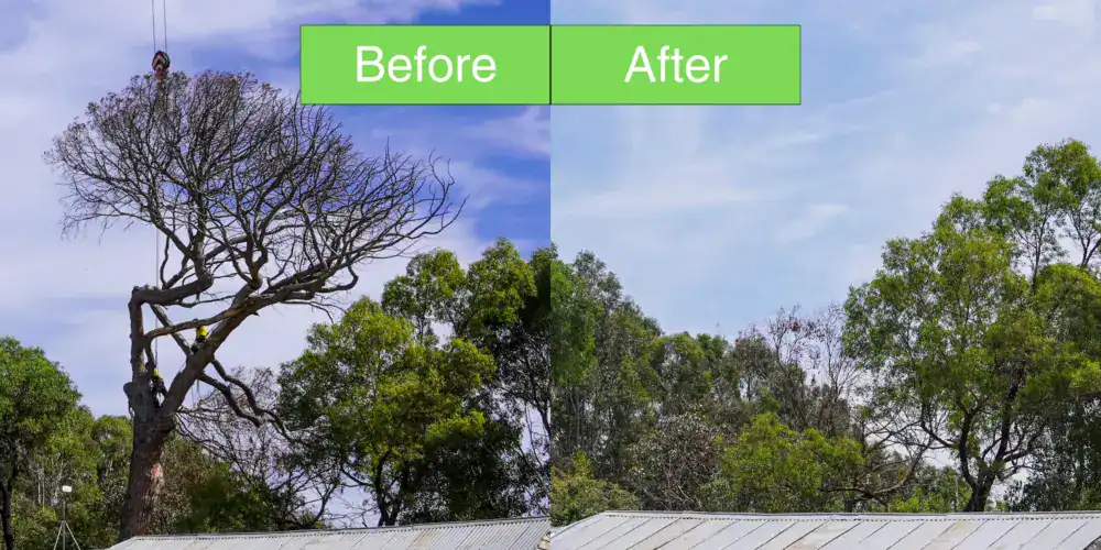 Tree Removal Gunaroo. expert tree removal services in Gunaroo! Our professional team at O'Brien Tree Services offers safe and efficient tree removal solutions, ensuring the beauty and safety of your property. Contact us for reliable tree care services in Gunaroo