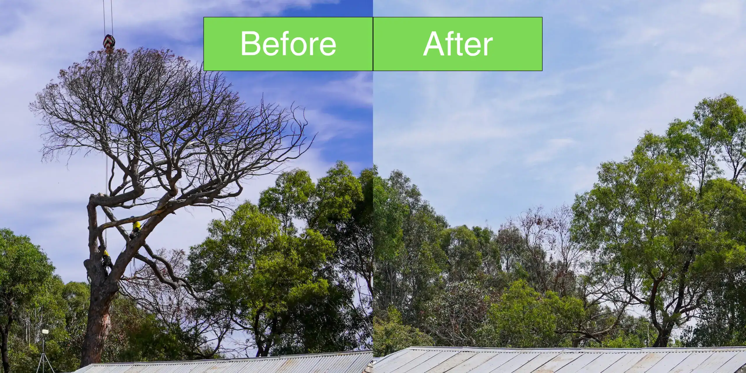 Before and after photo of tree removal in Gunaroo - Tree Removal Canberra Tree Removal Gunaroo. expert tree removal services in Gunaroo! Our professional team at O'Brien Tree Services offers safe and efficient tree removal solutions, ensuring the beauty and safety of your property. Contact us for reliable tree care services in Gunaroo