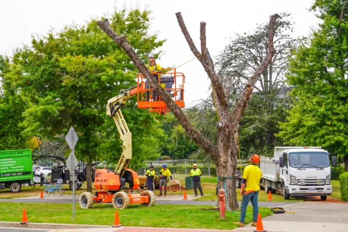 Tree removal at National Archives of Australia. O'Brien Tree Services