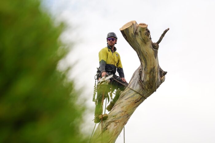 Tree Removal Yass Golf Course