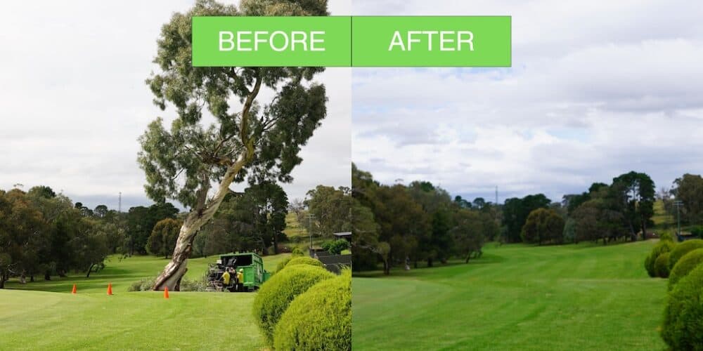 Tree Removal Yass Golf Course