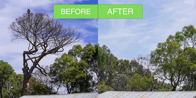 Tree removal Gundaroo - Tree Removal Canberra Tree removal Gundaroo