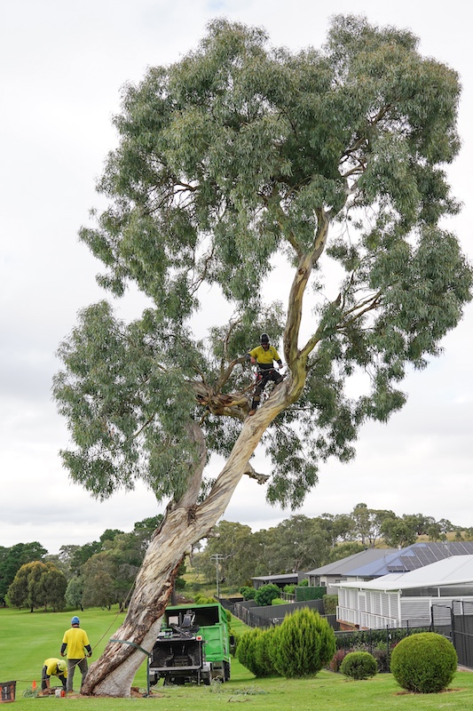 Tree Lopping and Pruning in Canberra: What You Need to Know