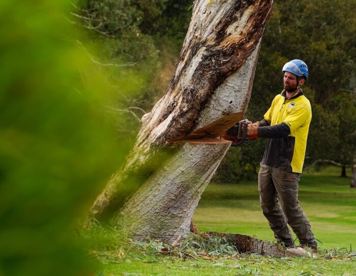 Canberra tree removal services