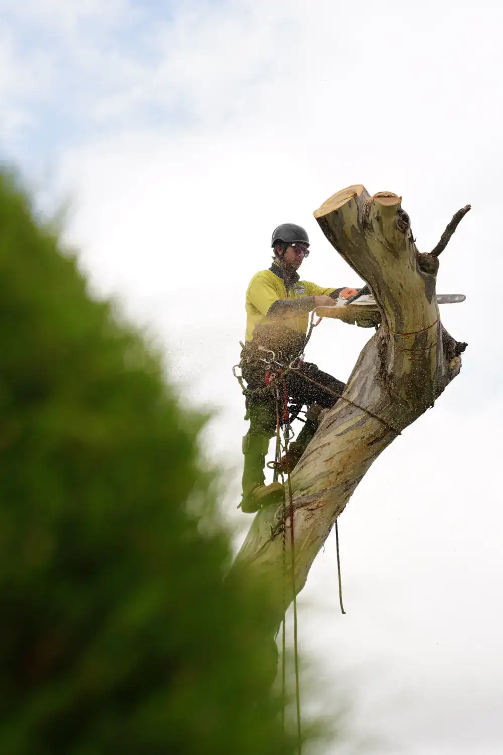 Tree Removal Near me in Canberra