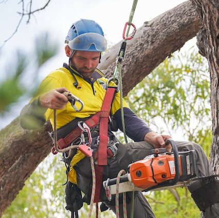 Tree removal Canberra, If you are on the hunt for reliable tree clearing near me you've come to the right place.