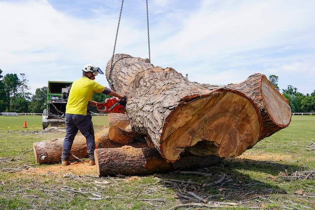 Big Tree Removal canberra