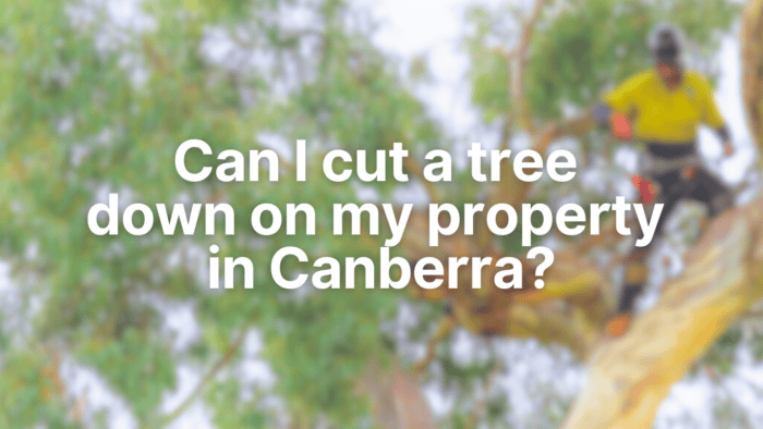 Can I cut a tree down on my property in Canberra?