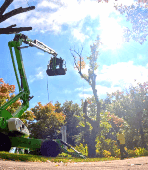 Tree Removal Belconnen Experts