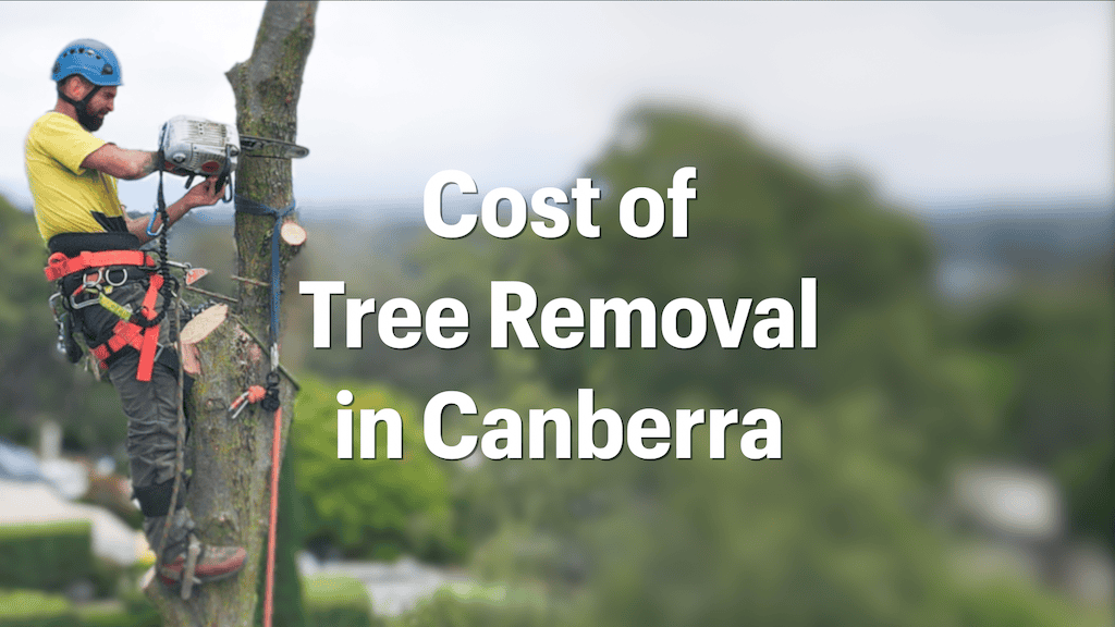 Cost-of-Tree-removal-in-Canberra.png