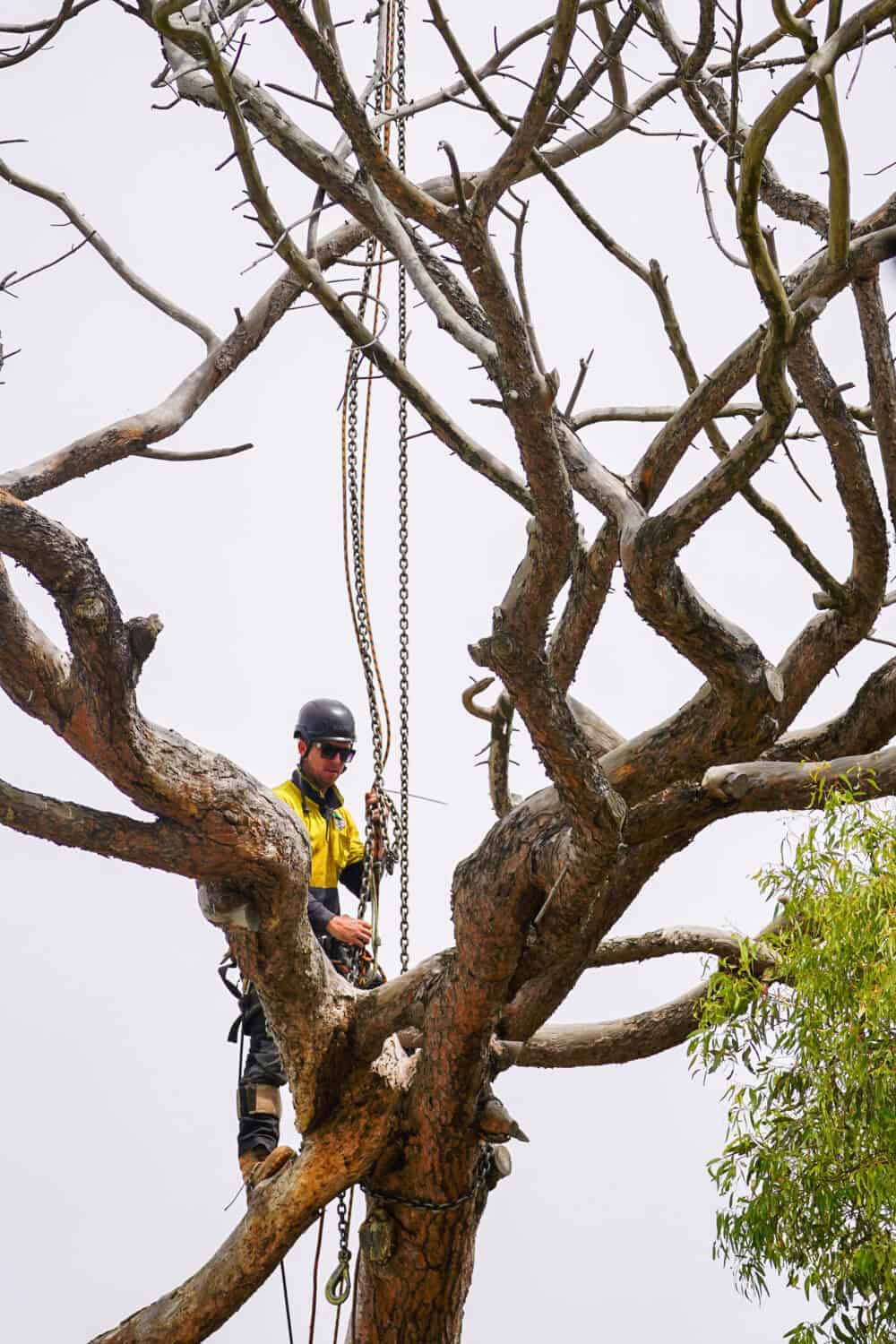 Tree Removal Gundaroo Project - Tree Removal Canberra Tree Removal Gundaroo Project
