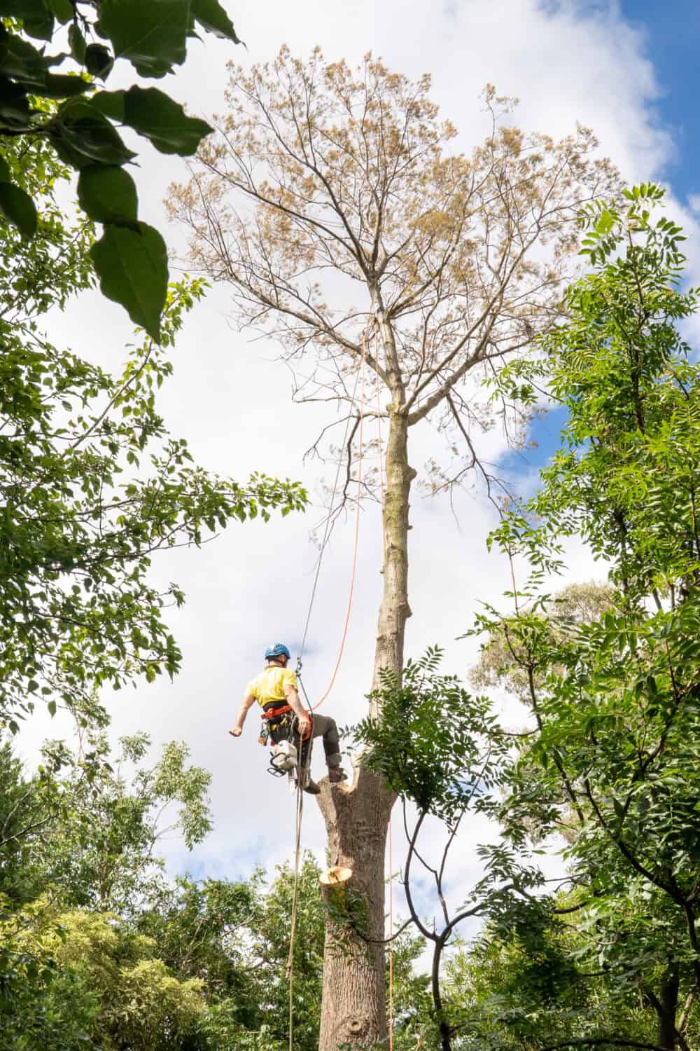 Tree Removal Sutton and surrounding areas. We provide tree removal services in Sutton NSW.
