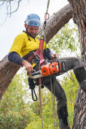 Tree removal Gundaroo experts - Tree Removal Canberra