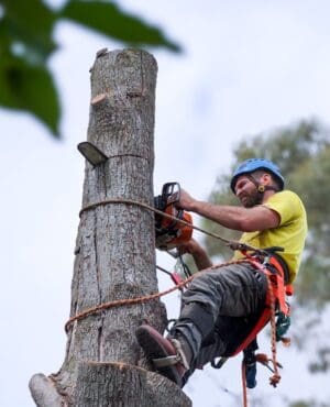 Tree removal Yass - Tree Removal Canberra Tree removal Yass. Professional tree removals in Yass and surrounding areas.