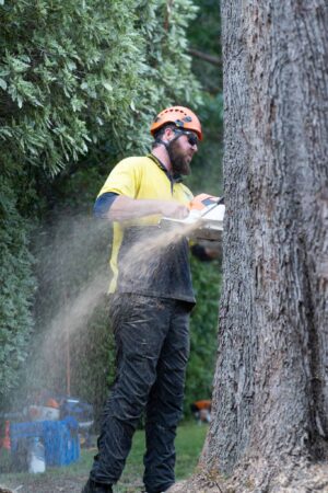 Queanbeyan Tree Removal Experts