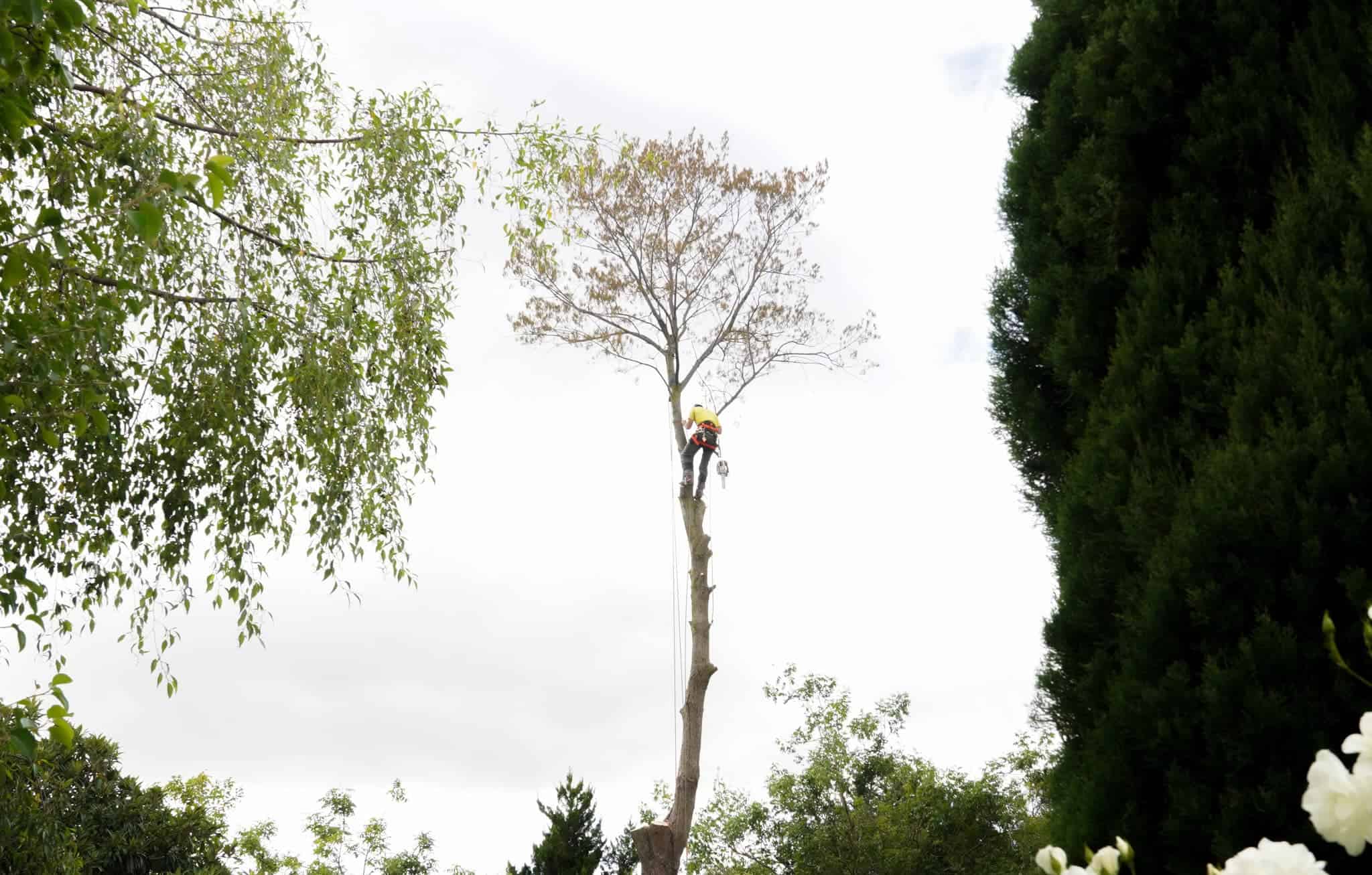 Queanbeyan Tree Removal