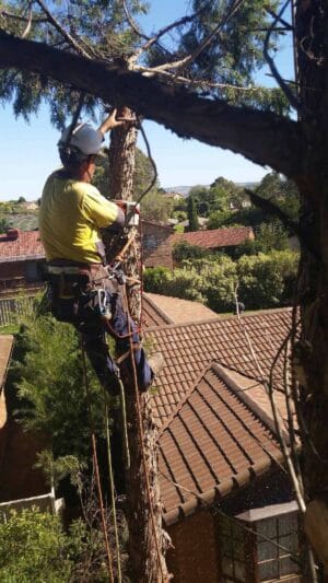 Tree Removal Gungahlin