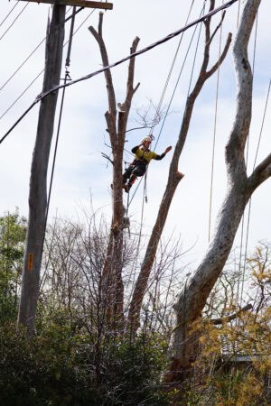 Tree Removal Kambah - Tree Removal Canberra Tree Removal Kambah