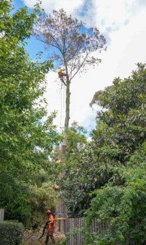 Tree Removal in Queanbeyan