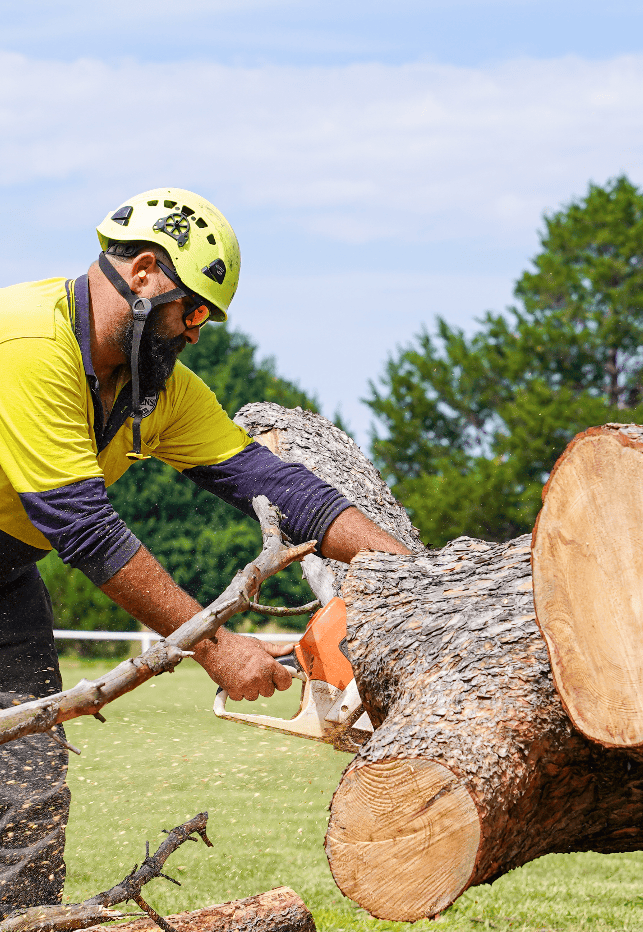 Tree removal Belconnen - Tree Removal Canberra Tree removal Belconnen