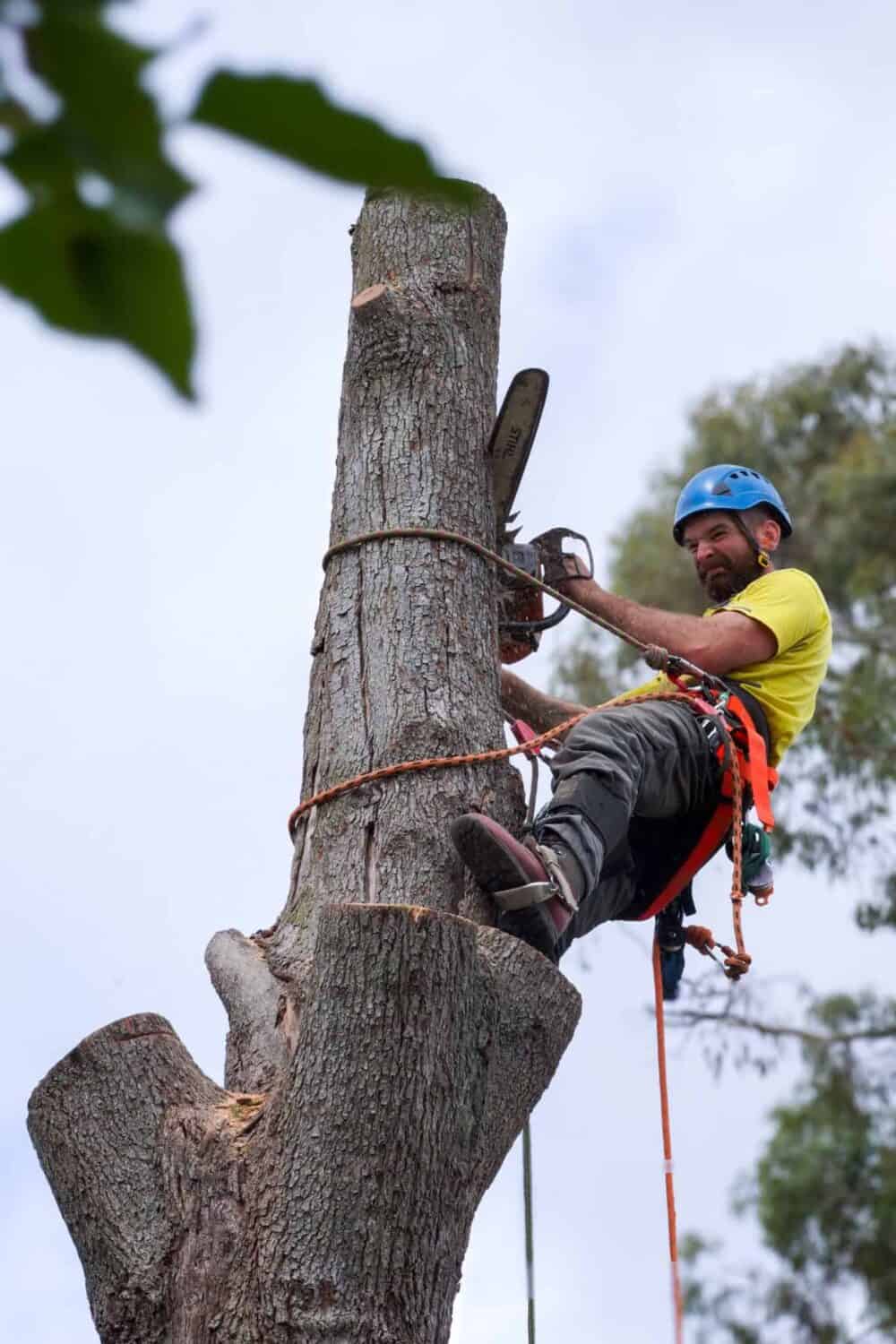 professional tree removal in Queanbeyan - Tree Removal Canberra professional tree removal in Queanbeyan