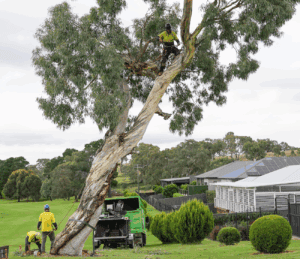 Ainslie Arborists - Tree Removal Canberra Ainslie Arborists