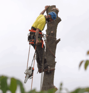 Tree Removal Wanniassa