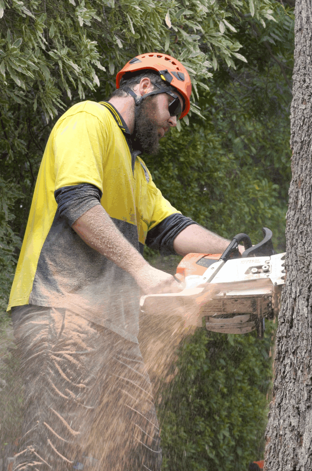 Wanniassa Arborist