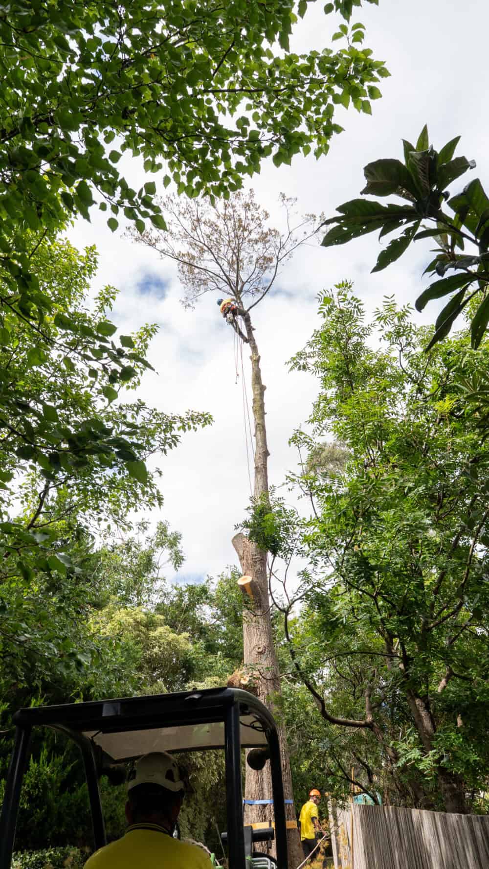 Weston Creek Tree Removal
