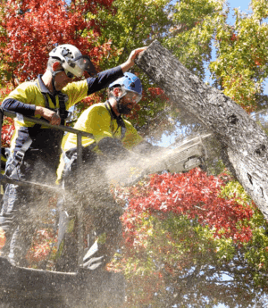 Weston Creek Tree Removal