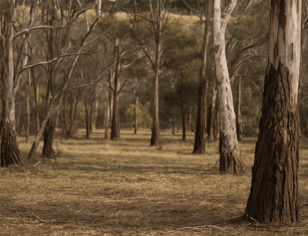 Why You Cant Take Firewood from ACT Parks - Tree Removal Canberra Why You Cant Take Firewood from ACT Parks